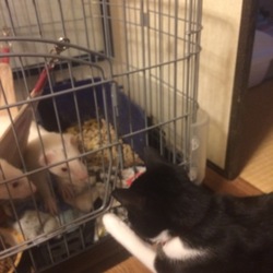 「３にょろズと対面」サムネイル3