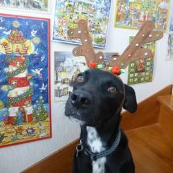 新しい名前と共に・・・里親さん決定！