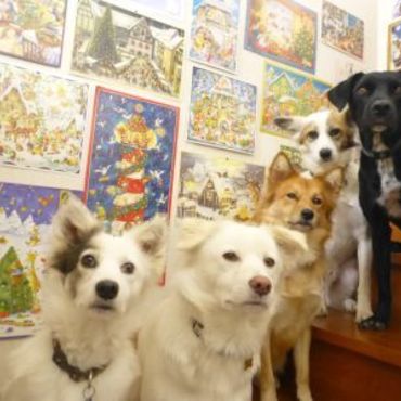 ついにクロちゃんに本当の家族が出来ました！！（写真は我が家でクリスマスに撮ったもの）