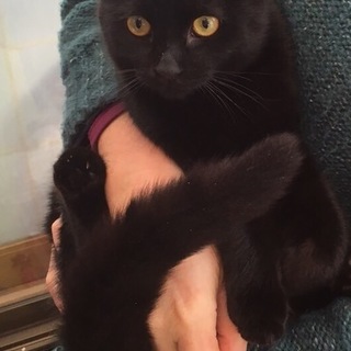 留守番可♪5ヶ月♪おっとり穏やか黒猫の男の子