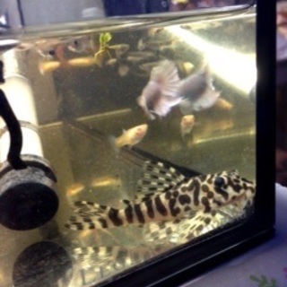 日程調節の為、募集一時停止