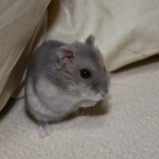 ジャンガリアンハムスター♀ 飼育キット付き