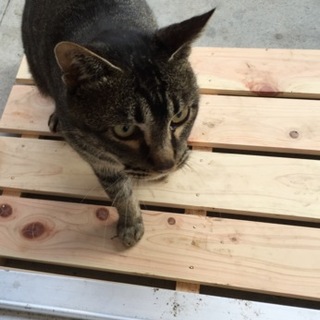 庭に居た小顔のキジトラおこげちゃん(ﾉ´▽｀)ﾉ♪