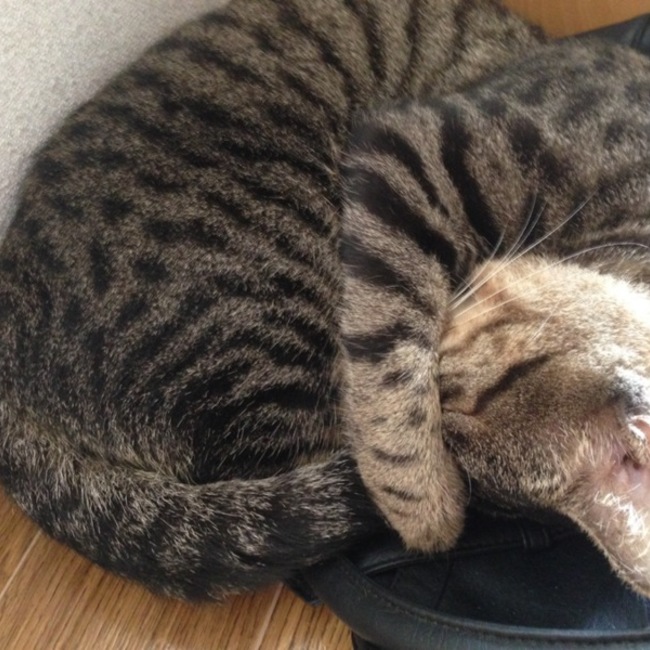 くりのしんのカバー写真