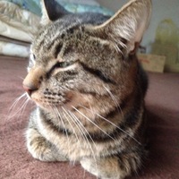 たろす