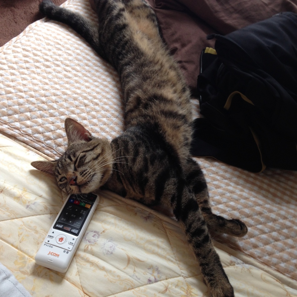 たろすのカバー写真
