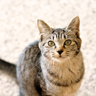 聡明でおっとりしたキジの女のコ【よもぎ】