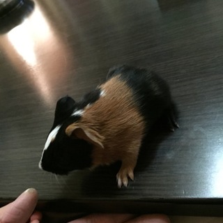 モルモット親子4匹