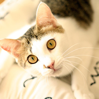 気持ちの優しいお膝猫、アオバ