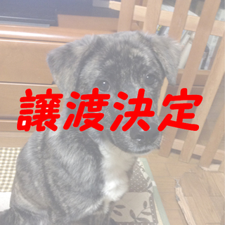 テツオ：虎毛模様の男の子