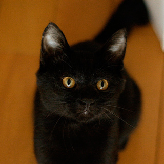 やることなすこと全部可愛い黒猫男子♪【こしあん】