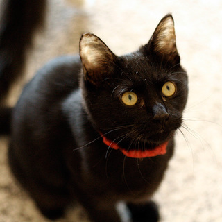 明るく楽しい黒猫女子【つぶあん】