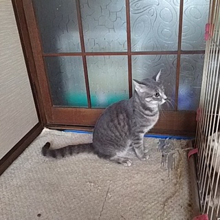 ロシアンブルー×アメショmix