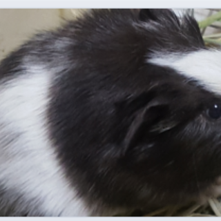 里親募集中（名古屋市）