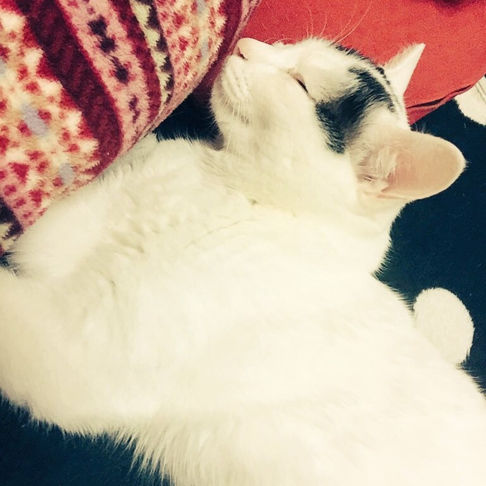桜のカバー写真