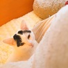 まだ眠い