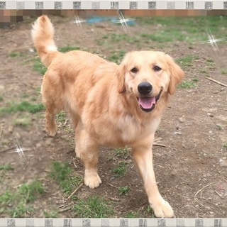 トライアルの為／１才新音（あのん）