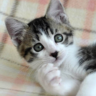 お鼻が黒い可愛い男の子★ふう君