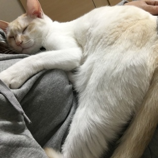 人間大好きで甘えん坊な１歳半のオスです。