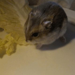 至急*ジャンガリアンハムスター2匹お譲り致します