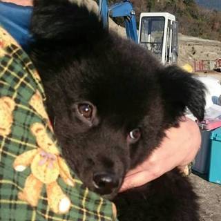 くまみたいなかわいいワンちゃんです(交渉中)