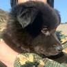 くまみたいなかわいいワンちゃんです(交渉中) サムネイル3