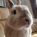 うさぎのむさし君 
