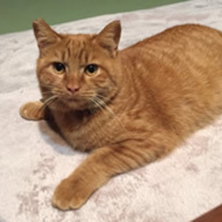 抱っこ大好きな男の子