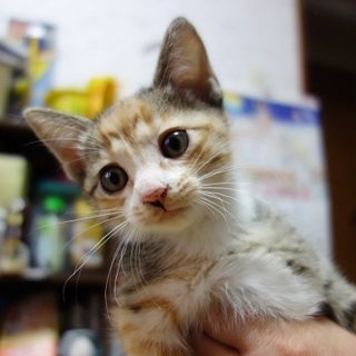 可愛い三毛猫ちゃんです