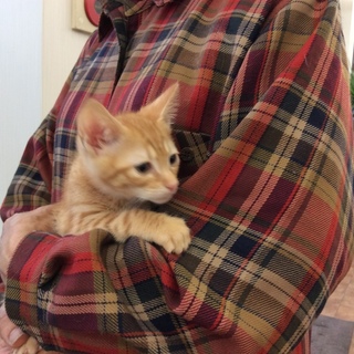 かわいい！茶トラ兄妹家族募集中です！2