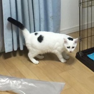 猫の里親募集しています。