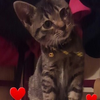 超超超甘えたな子猫のエイト君です