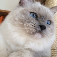 きなこ