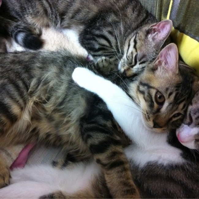 まに。のカバー写真