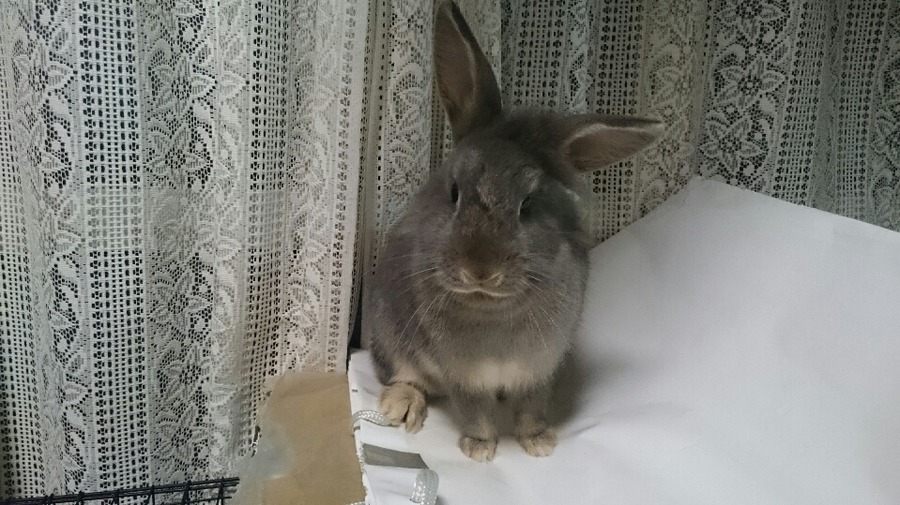 大人しい斜頸の女の子です 東京都 小動物の里親募集 962 ペットのおうち 月間利用者150万人 大人しい斜頸の女の子です 東京都 小動物の里親募集 962 ペットのおうち 月間利用者150万人