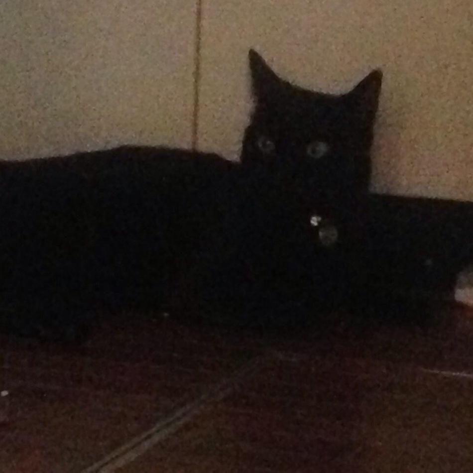 甲斐のカバー写真