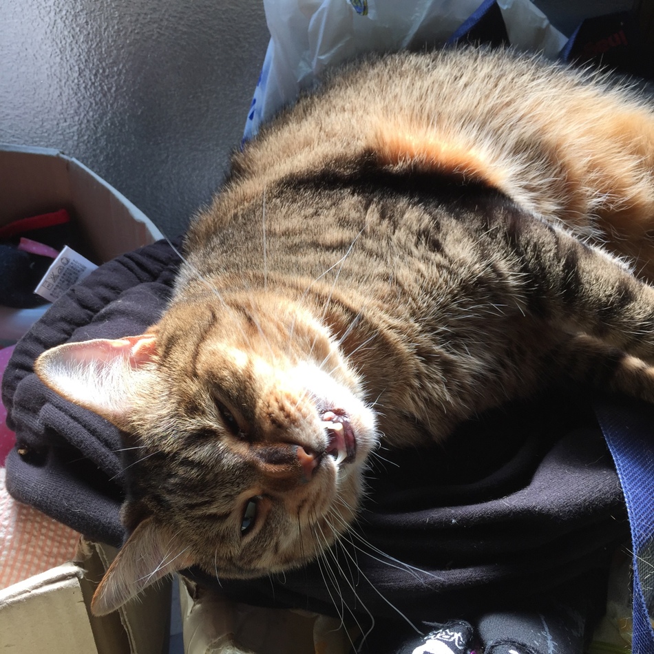 姫のカバー写真