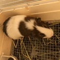 1歳のモルモット、里親募集します。