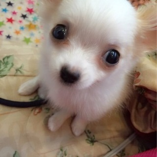 かわいいチワワです