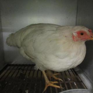 センター保護ニワトリ6羽＠幸せをつかみました