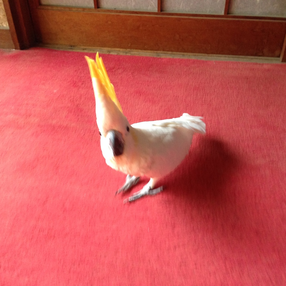 ロージーのカバー写真