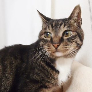 澄んだ瞳と凛とした静けさを抱いた女の子