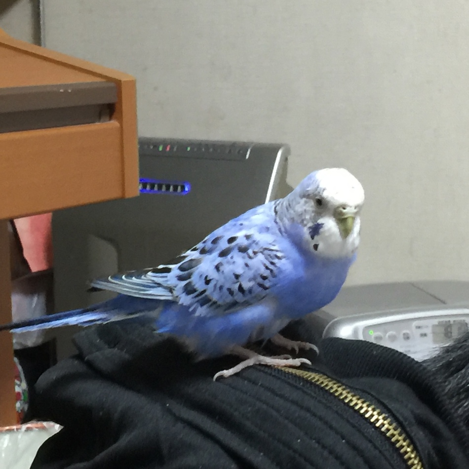 プーちゃんのカバー写真