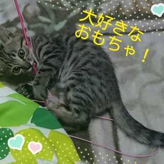 育児放棄された子猫です。