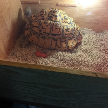 とても元気です〜‧⁺◟︎( ᵒ̴̶̷̥́ ·̫ ᵒ̴̶̷̣̥̀ ) 