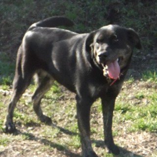 代理投稿　ラブラドールのメス