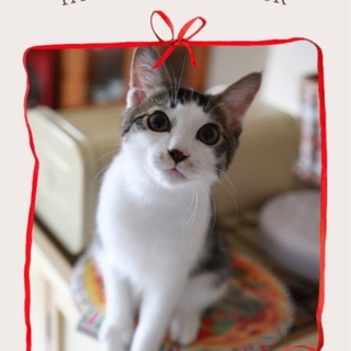 のほほん癒し系キジ白くん