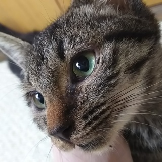 今年こそは、新しい家族が欲しいニャ!!