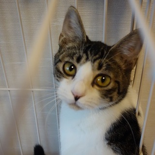 人見知りはするけど、ゴロニャン娘です