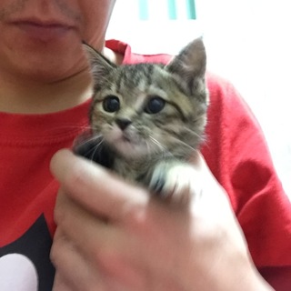 可愛い仔猫の里親さん募集。
